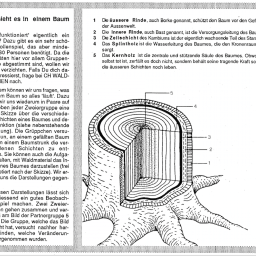 Bild_Baumstamm