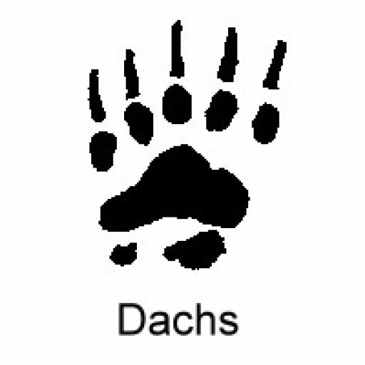 Dachs