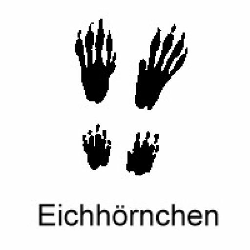 Eichhoernchen