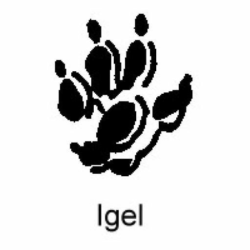 Igel