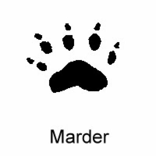 Marder